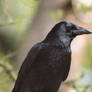 Corvus Corax or Common Raven 2