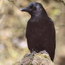 Corvus Corax or Common Raven 5