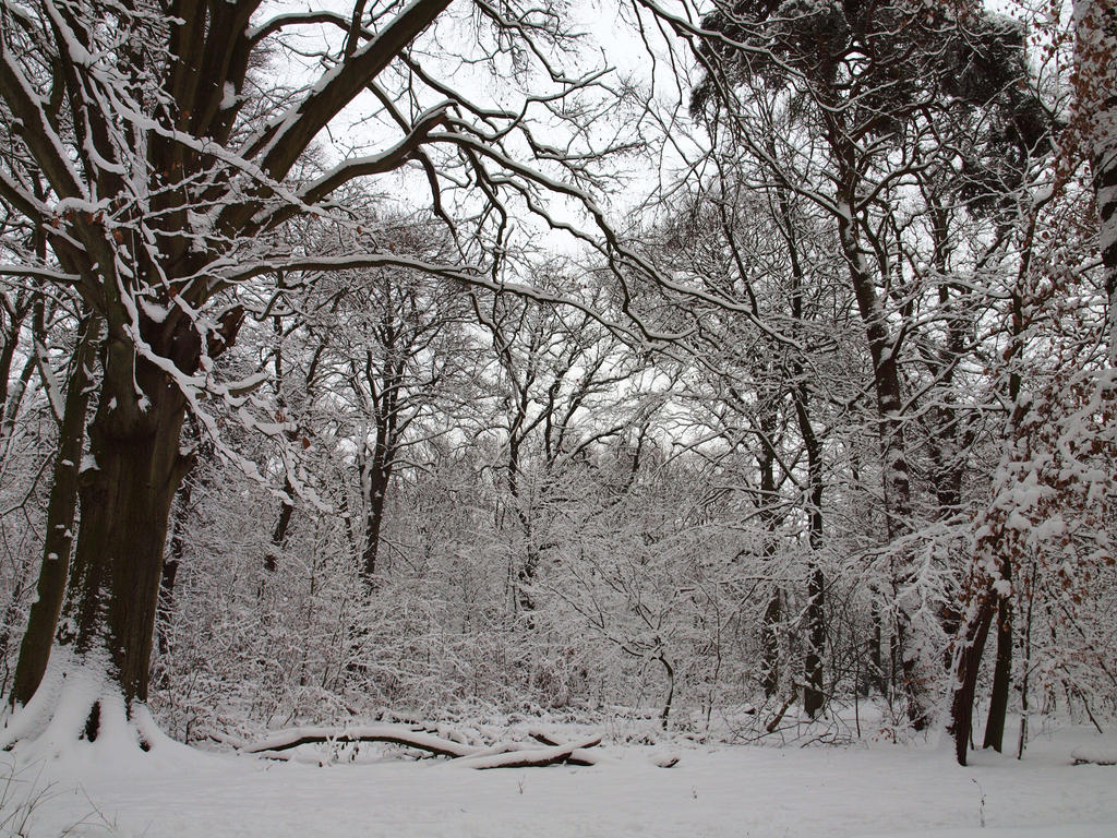 Dutch winter V