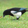 Dutch magpie