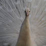 Colourless white peacock
