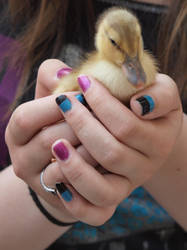 Easter duckling