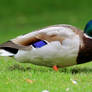 Vibrant lawn duck