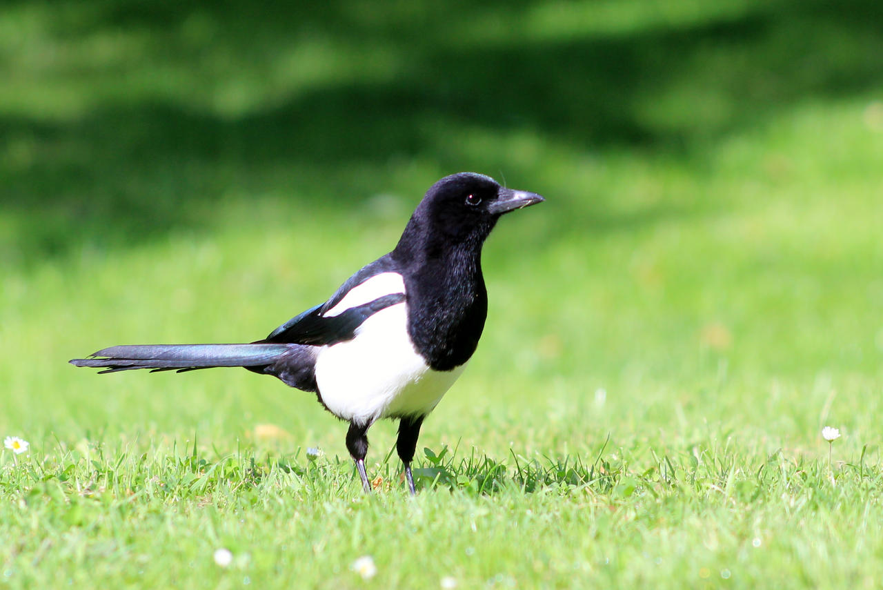 Curious Magpie