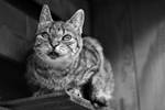 Gina, taken wide open by Leitz Summicron lens by pagan-live-style