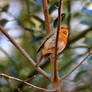 Robin waiting for the spring to come