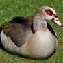 The Egyptian Goose (Alopochen aegyptiacus)
