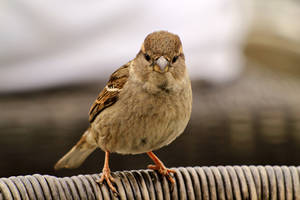 Seeside sparrow. by pagan-live-style