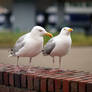 A seagull pair 1