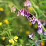 wild flowers and bee