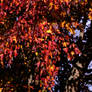 Autumn mosaic 2