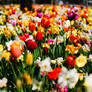 Flowers by Hugo Meyer 100mm F2,8 Orestor Lens II