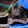 Likeable Tutty Cat