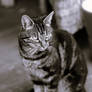 90mm Leitz Summicron Canada at F2
