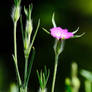 Flower stands out