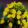 Close up at full lens opening with the Bokina lens