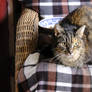 Found stray cat, or she found me. 3