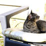 Found stray cat, or she found me. 4