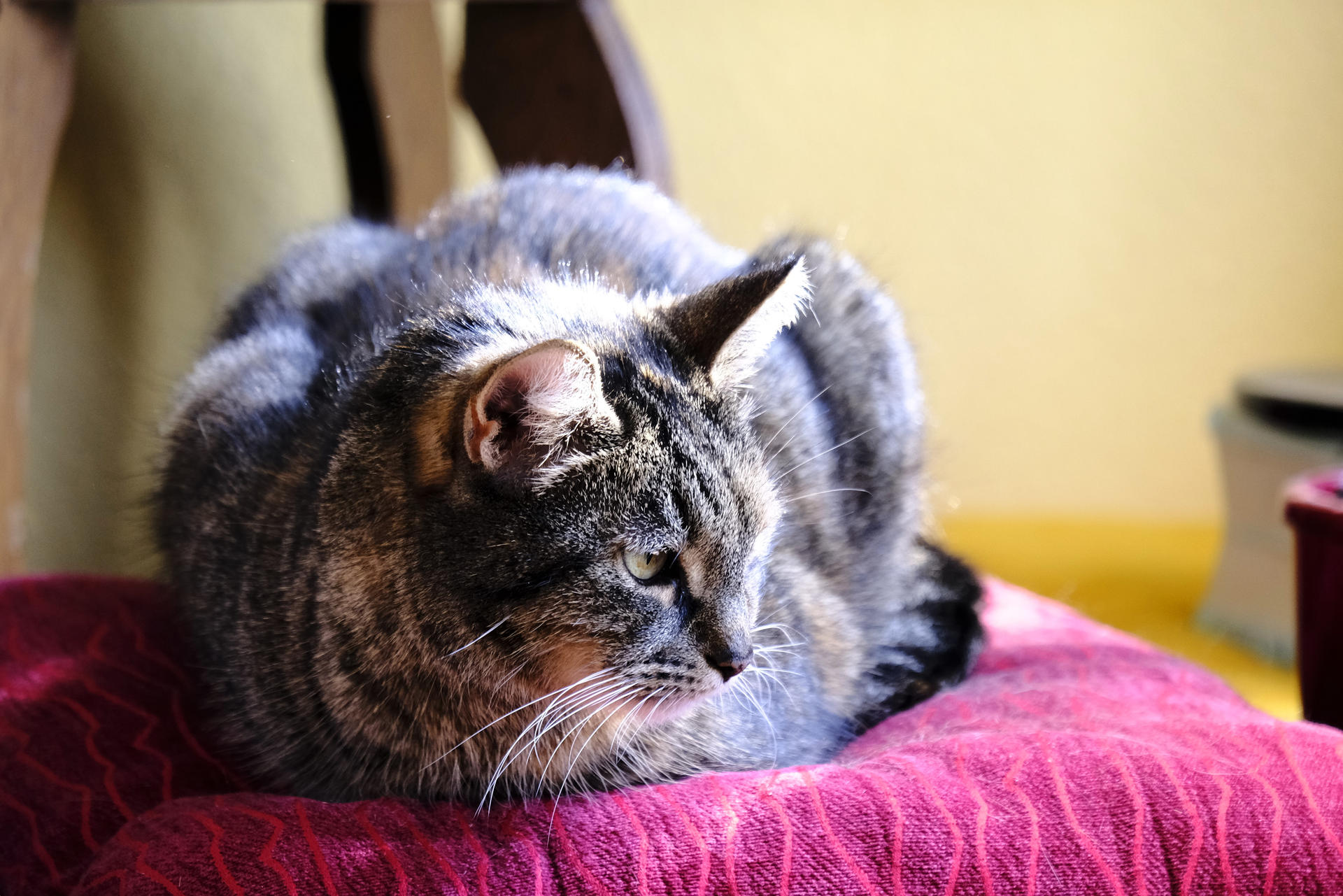 Found stray cat, or she found me. 6