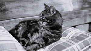 cushion testing by Tutty