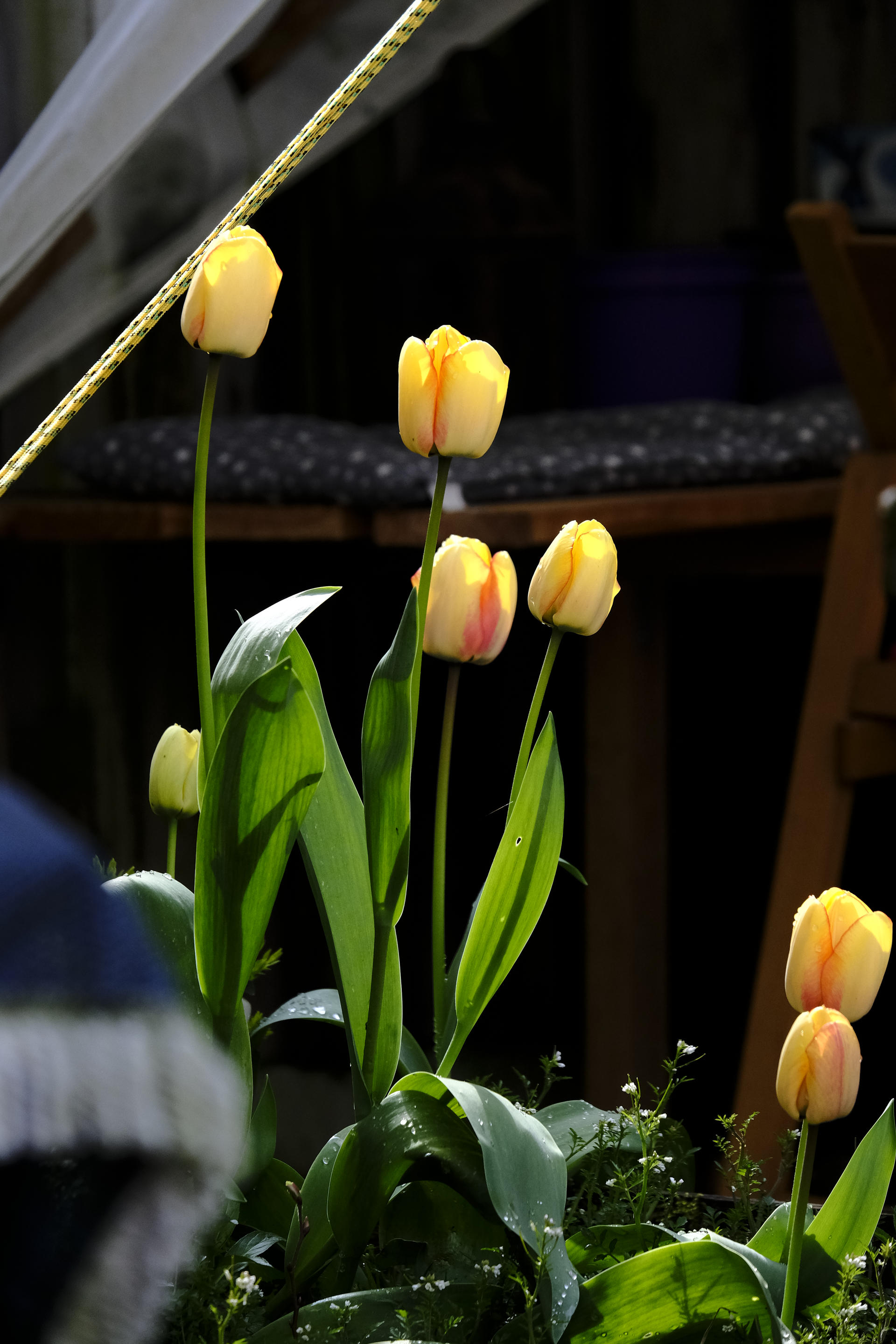 First tulips in the garden