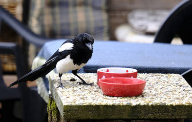 please refill magpie breakfast