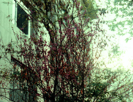 Spring in the streets of Tehran