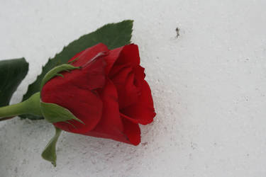 Red Red Rose 2