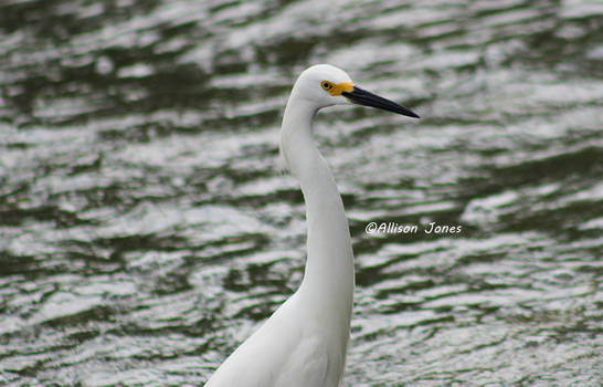 Egret