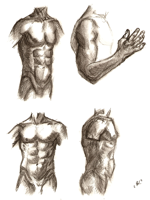 male torso - study