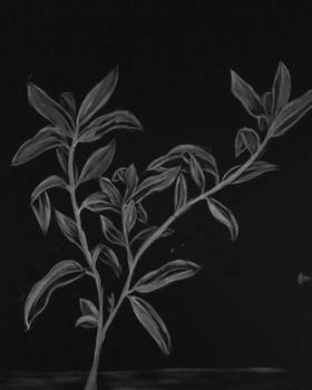 Silver plant painting 