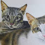 Art Commission-Two Cats Drawing 20221208