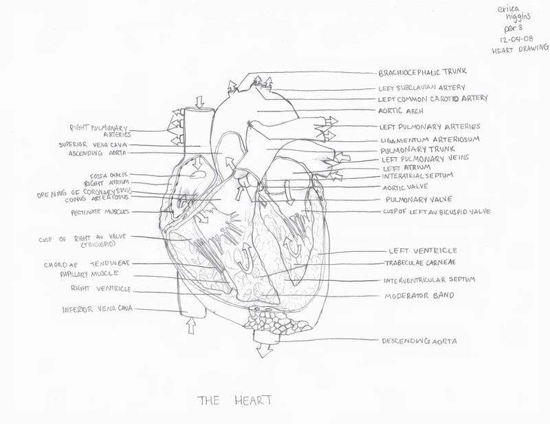 Exploding View Anatomical Heart anatomical layout of heart by farsyghted on DeviantArt