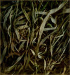 Grass by aspruli