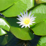 Egyptian Water Lily
