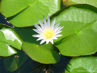 Egyptian Water Lily