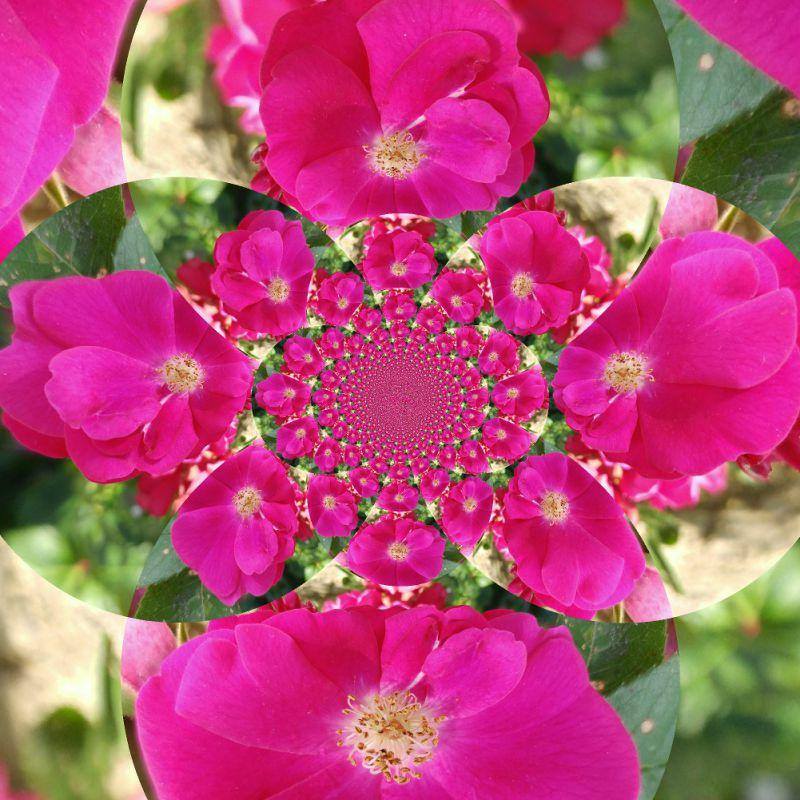 flower kaleidoscope