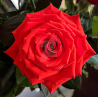 Red Rose 1