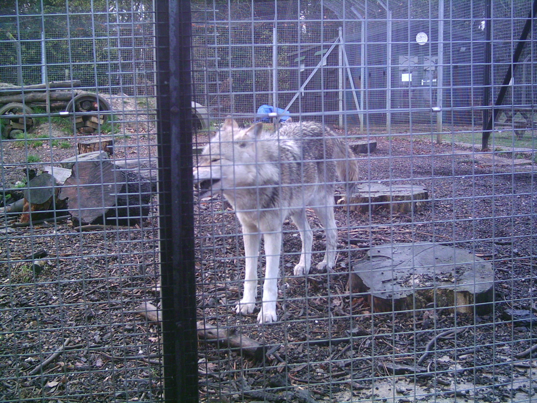 Wolves 11-November 2009