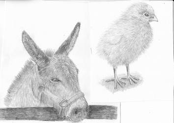 Donkey / Chick