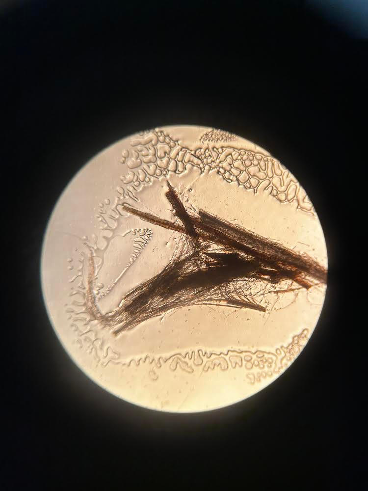 Microscope Birds View A bird feather in a microscope. by GoldenyThriller07 on DeviantArt
