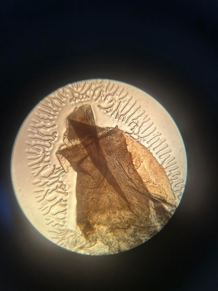 Scale skin of a snake in a microscope. by FrostyThriller07 on DeviantArt