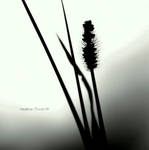 .:simplistic:. by neslihans