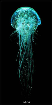 Jelly Fish