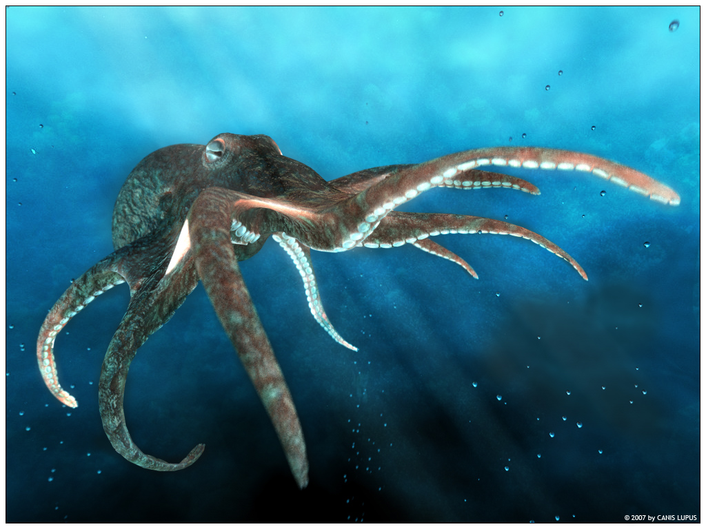 Octopus by CanisLoopus