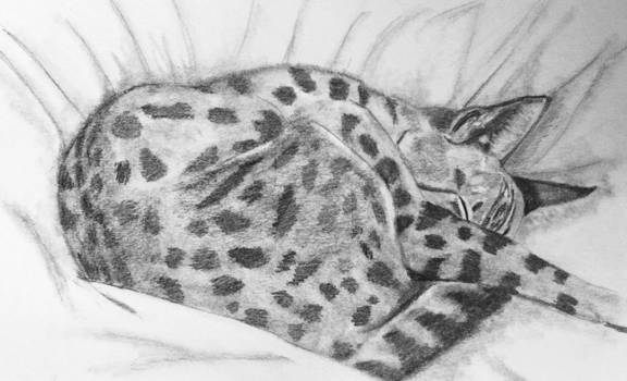 Life Study of my Bengal Cat Mina