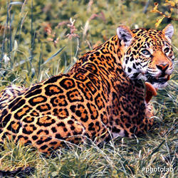 Explore the Best Jaguars Art | DeviantArt
