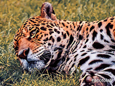 Explore the Best Jaguars Art | DeviantArt