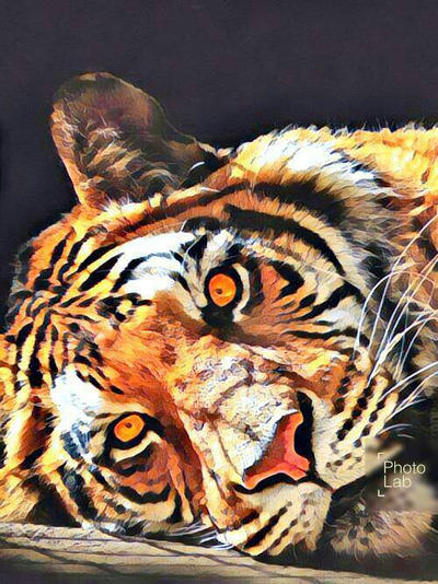 Tiger