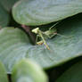 Preying Mantis